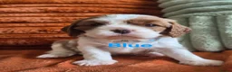 Cavalier King Charles Spaniel dogs for sale: KC Registered Cavalier King Charles Puppies - Advert 6