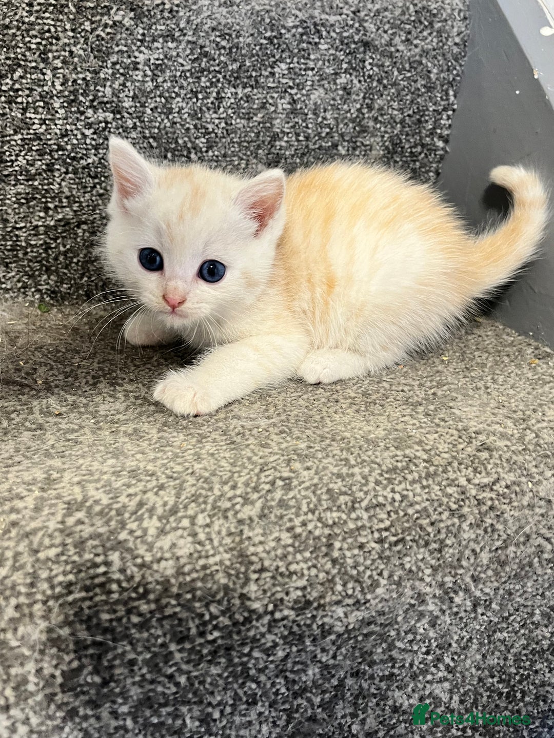 Maine Coon cats for sale: 3/4 Maine coon x kittens - Image 8