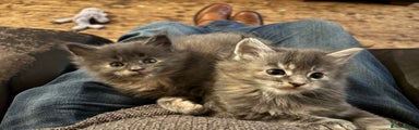 Maine Coon Kitten 3