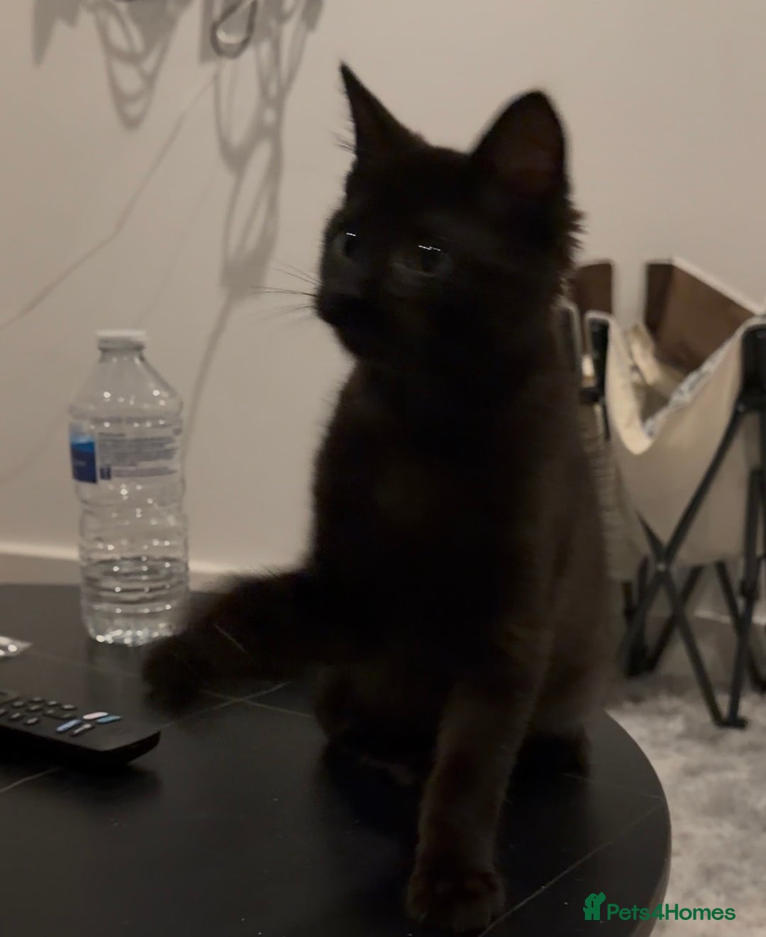 Mixed Breed cats for sale: Cute Black Kitten looking for a new home - Advert 4