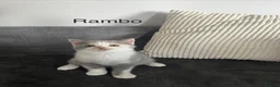 British Shorthair cats for sale: British Shorthair kittens, registered  - Advert 3