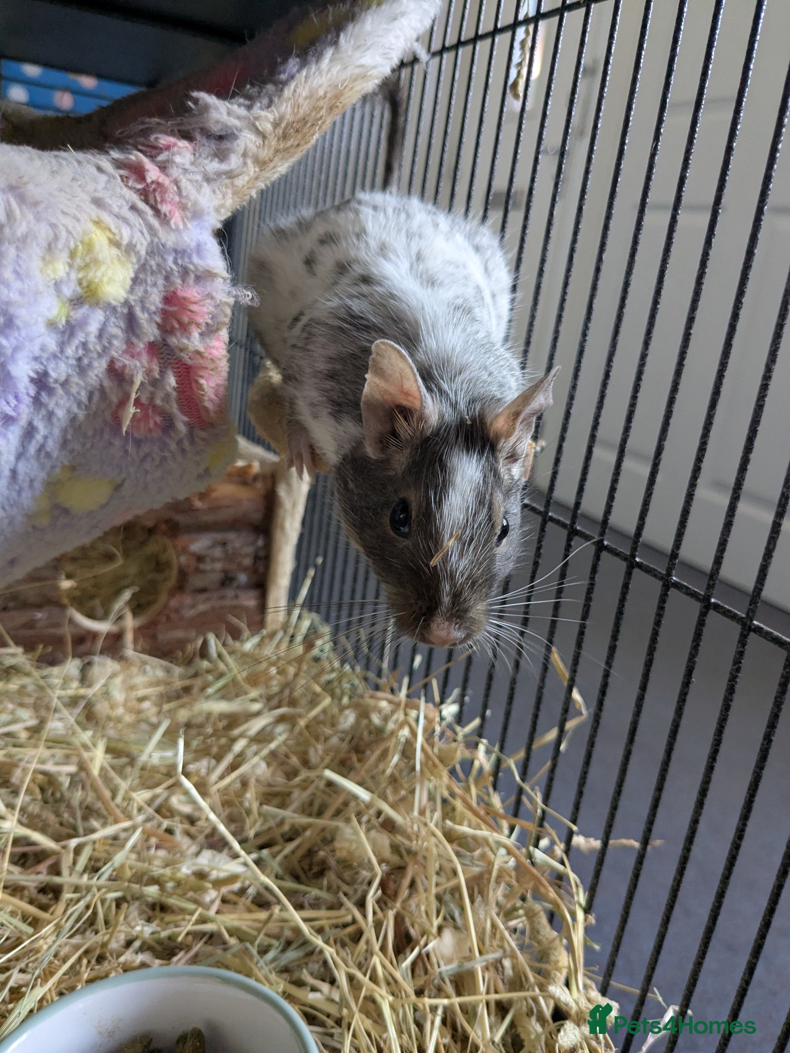 Degus rodents for sale: Female degu approx 10 months old in Fleet - Advert 2