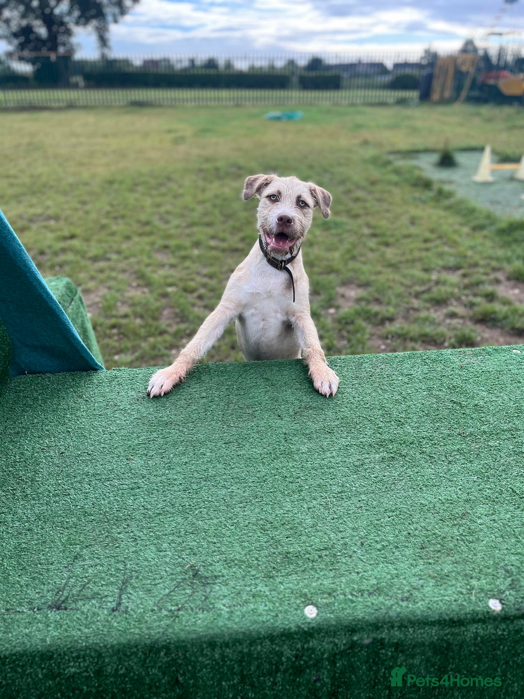 Mixed Breed dogs for sale: 9 month old Wheaten terrier staffy cross  - Advert 3