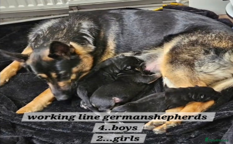 German Shepherd dogs Working line germanshepherds  - Advert 1
