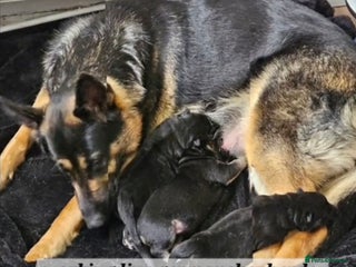 German Shepherd dogs Working line germanshepherds - Advert 1