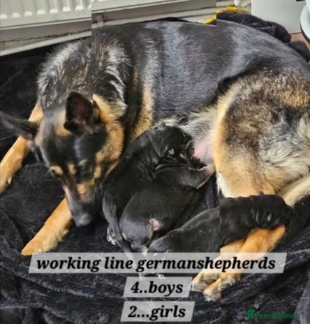 German Shepherd dogs Working line germanshepherds - Advert 2