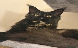 Maine Coon cats for sale: TICA 5 GEN PEDIGREE DNA TESTED  - Image 29