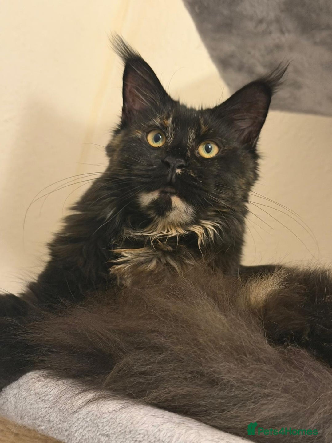 Maine Coon cats for sale: TICA 5 GEN PEDIGREE DNA TESTED  - Image 29
