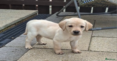 Labrador Retriever dogs - Advert 12