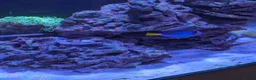 Other/Mixed Breed fish for sale: Marine fish  - Advert 3