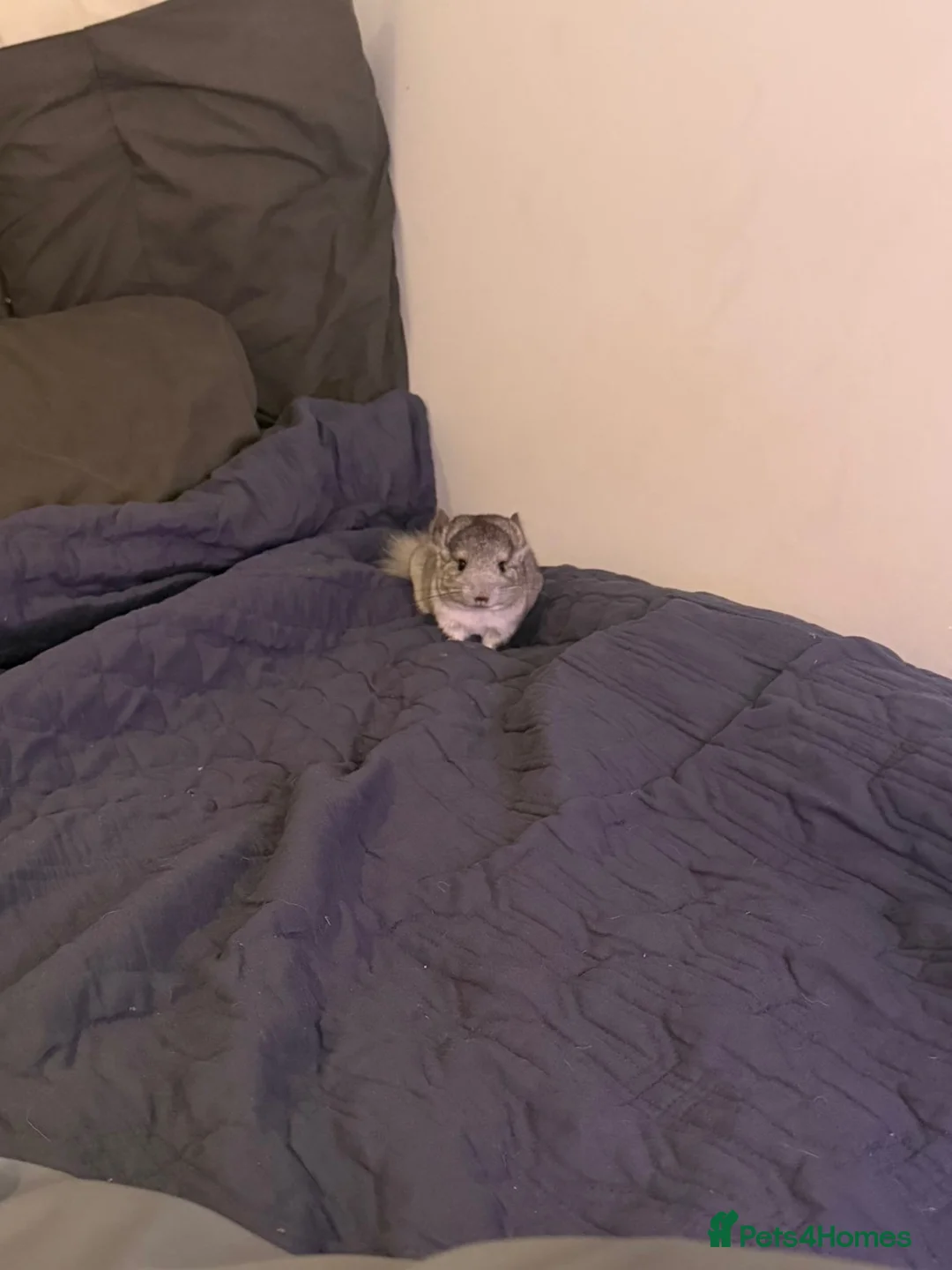 Chinchilla rodents for sale: 3 MONTH OLD TAME AND HANDLED DAILY CHINCHILLA - Advert 8