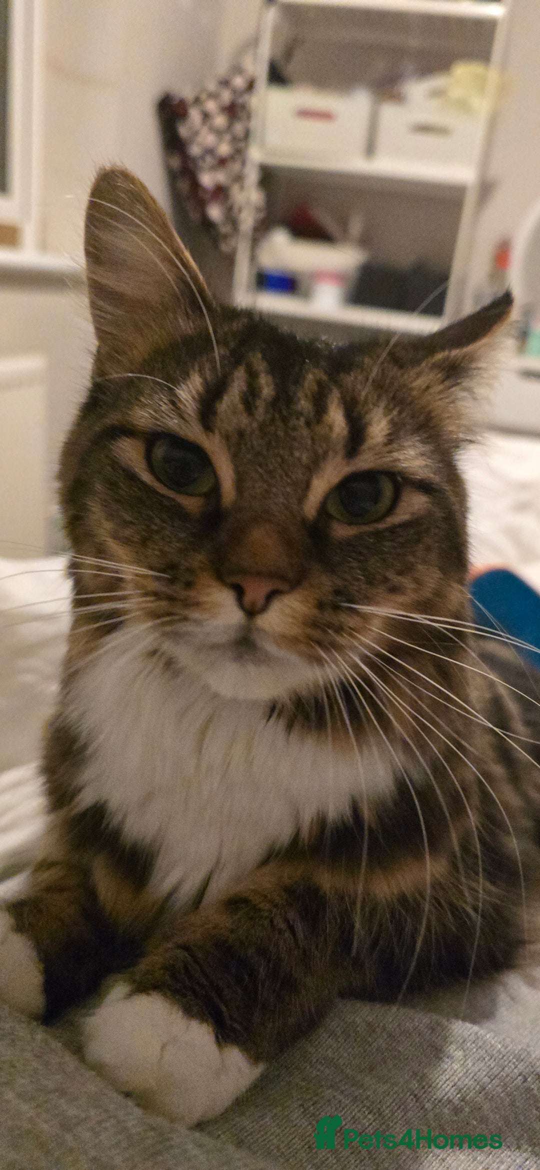 Mixed Breed cats for sale: Stunning long haired brown tabby - Advert 4