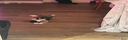 European cats for sale: Beautiful kittens ready to leave  in London - Advert 1