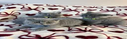British Shorthair cats for sale: Beautiful British Shorhair Kittens for Sale - Advert 1