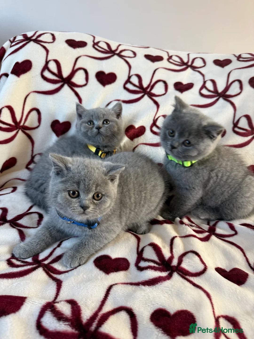 British Shorthair cats for sale: Beautiful British Shorhair Kittens for Sale - Advert 1