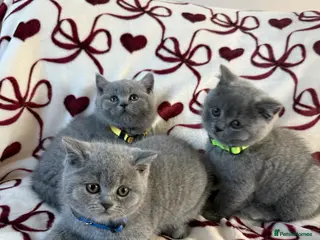 British Shorthair cats for sale: Beautiful British Shorhair Kittens for Sale - Advert 1