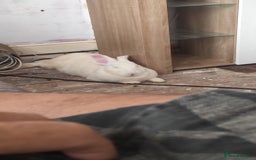 Flemish rabbits for sale: Pure flemish  - Image 7