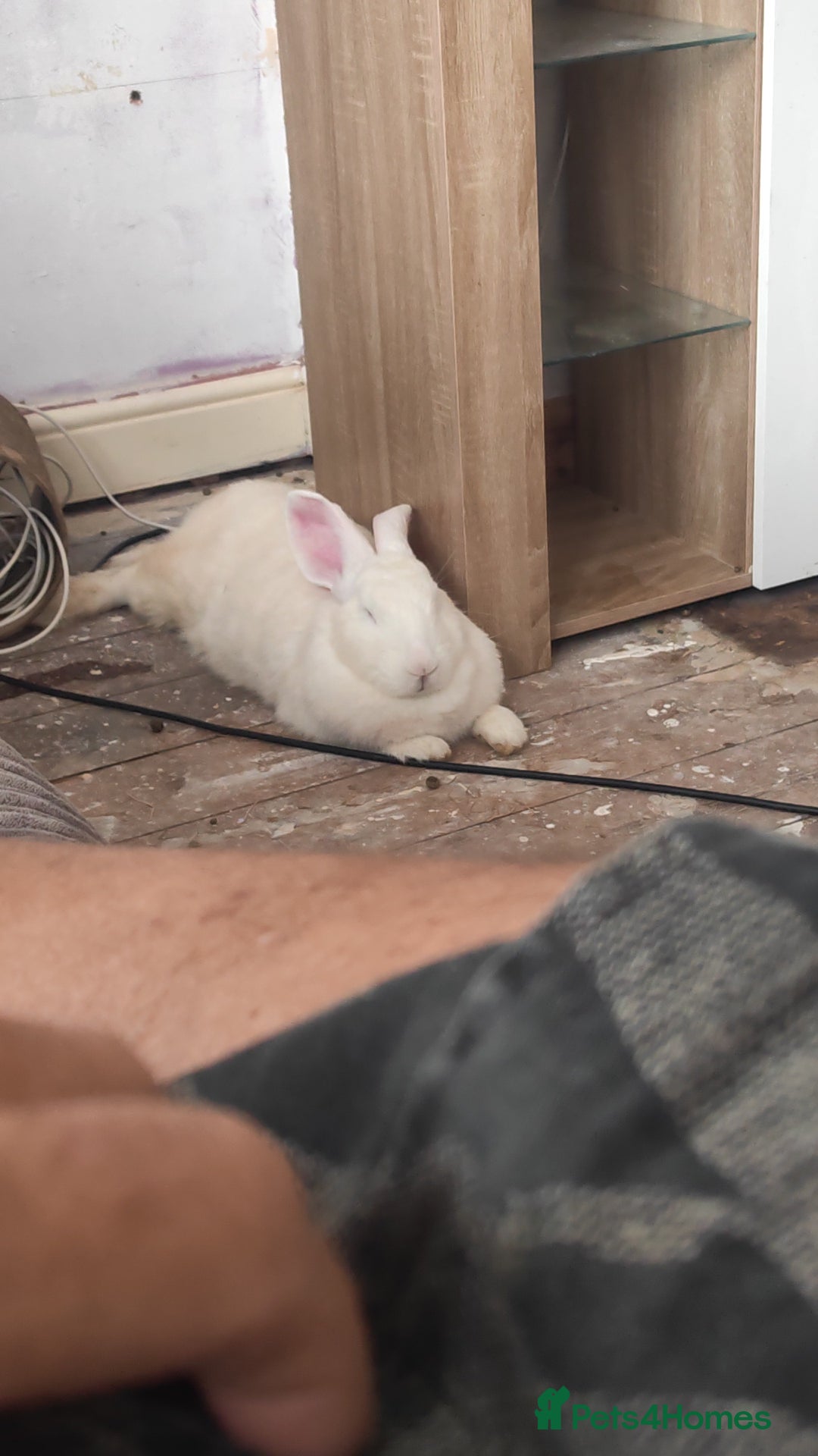 Flemish rabbits for sale: Pure flemish  - Image 7