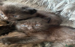 British Shorthair cats for sale: 3 Beautiful Kittens Left - Image 4