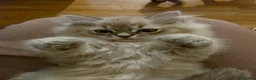 Ragdoll cats for sale: 3 beautiful fluffy ragdoll kittens - Advert 33