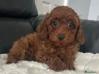 Toy Poodle dogs for sale: Ready to leave now Beautiful Asian Toy Poodle boy - Advert 2