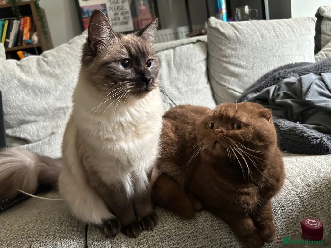 Scottish Fold cats for sale: Ragdoll x Scottish Fold - litter of 4!  in Bournemouth - Advert 7