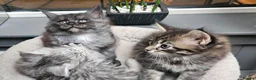 Maine Coon cats for sale: Large Maine Coon kittens regd European bloodline - Advert 7