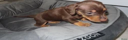 Miniature Dachshund dogs for sale: 5 Miniature Dachshund Puppies - Advert 8