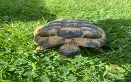 Hermann Tortoise reptiles for sale: Male, Herman tortoise and cage  - Image 2