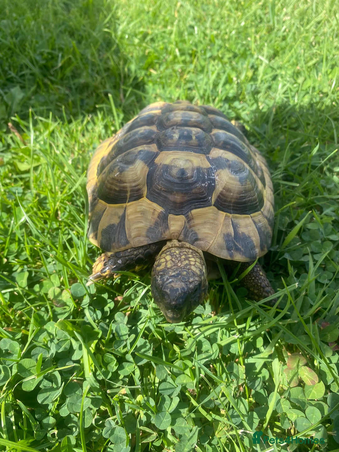 Hermann Tortoise reptiles for sale: Male, Herman tortoise and cage  - Image 2