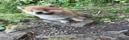 Japanese Shiba Inu dogs for sale: Health tested champion bloodline small size Shiba  - Advert 4