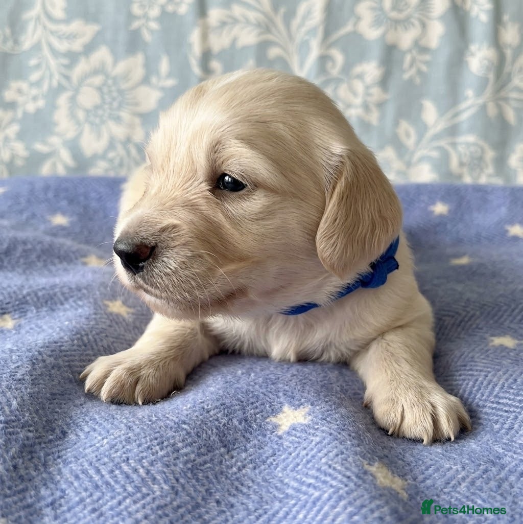 Dachshund dogs for sale: Cream Miniature Dachshund long-haired  - Advert 18