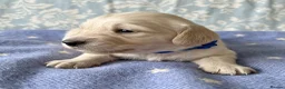 Dachshund dogs for sale: Cream Miniature Dachshund long-haired  - Advert 5