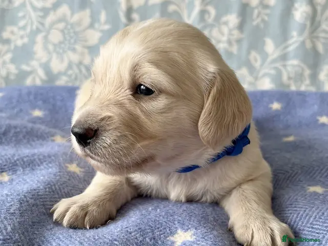 Dachshund dogs for sale: Cream Miniature Dachshund long-haired - Advert 18