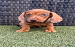Miniature Dachshund dogs for sale: Stunning miniature dachshund puppies  - Image 9