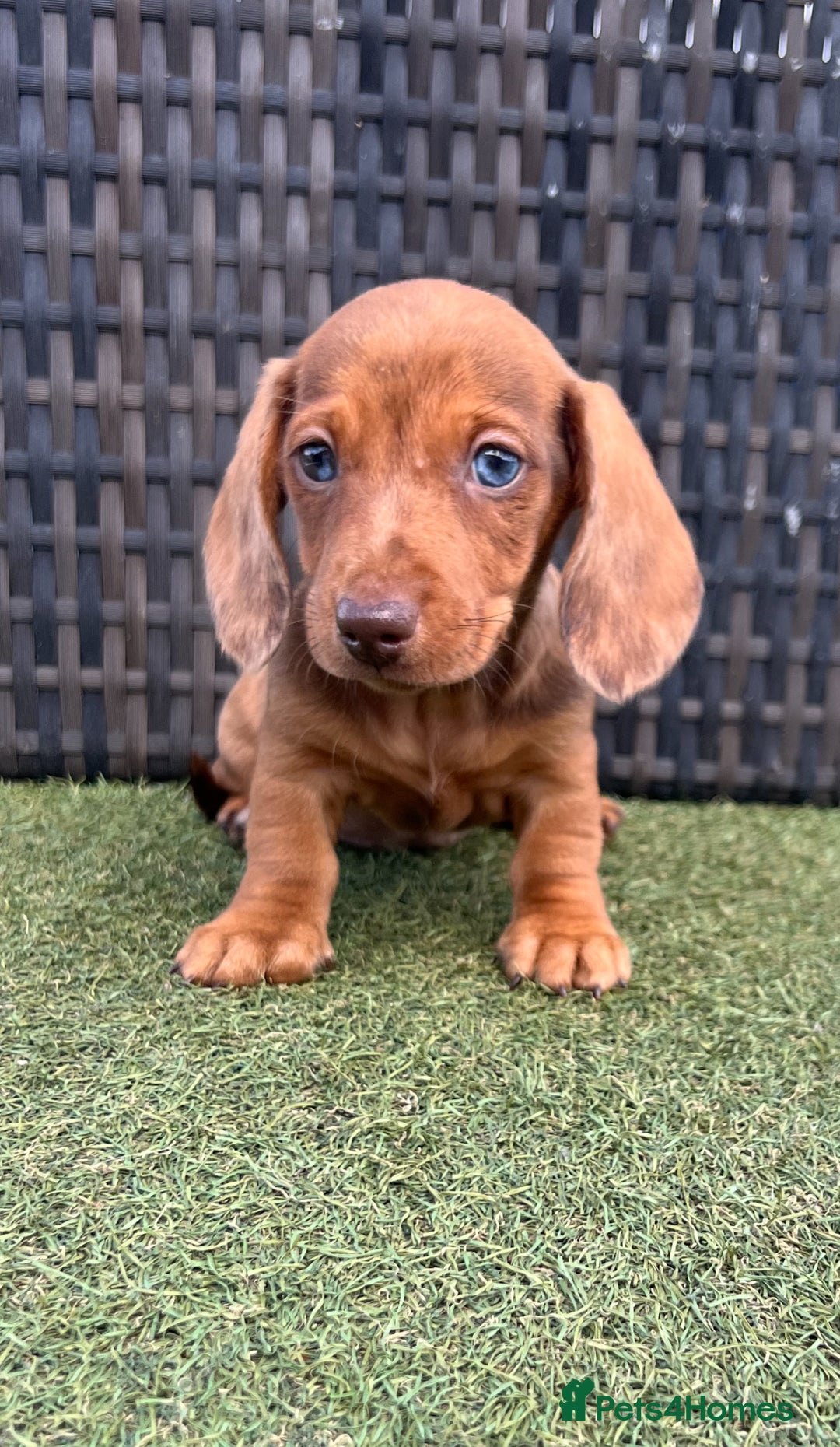 Miniature Dachshund dogs for sale: Stunning miniature dachshund puppies  - Image 9