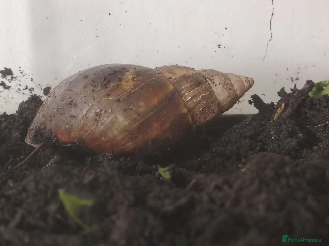 Snails invertebrates for sale: Giant African land snail eggs  in Dorchester - Advert 2