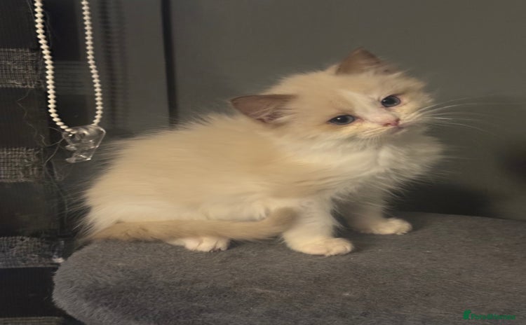 Ragdoll cats Seal mink female  - Advert 1