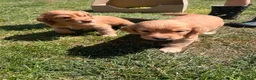 Cocker Spaniel dogs for sale: KC Registered Working Cocker Spaniel Puppies in Thetford - Advert 3