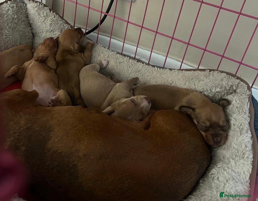 Mixed Breed dogs for sale: LAST ONE LEFT Micro Chiweenie – Smallest in the UK - Image 2