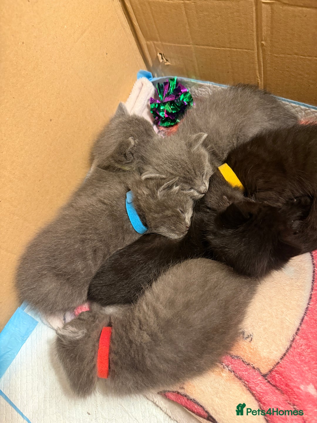 Ragdoll cats for sale: 6 Beautiful Ragdoll cross Domestic shorthair - Advert 1