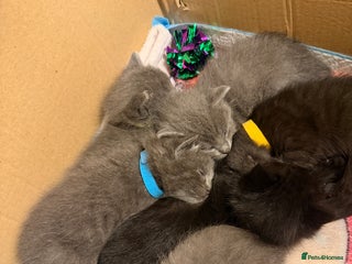 Ragdoll cats 6 Beautiful Ragdoll cross Domestic shorthair - Advert 1