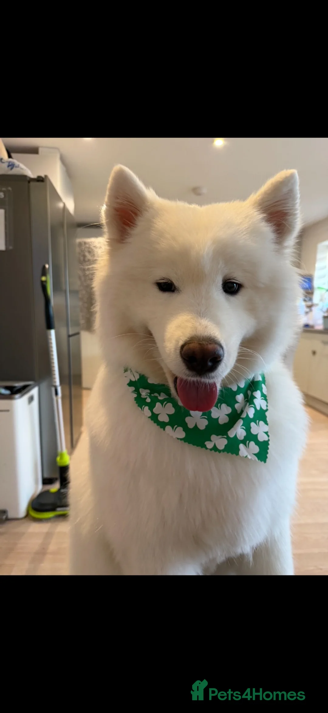 Samoyed dogs for sale: 🐾 Beautiful Samoyed Puppies Available 🐾 - Advert 2