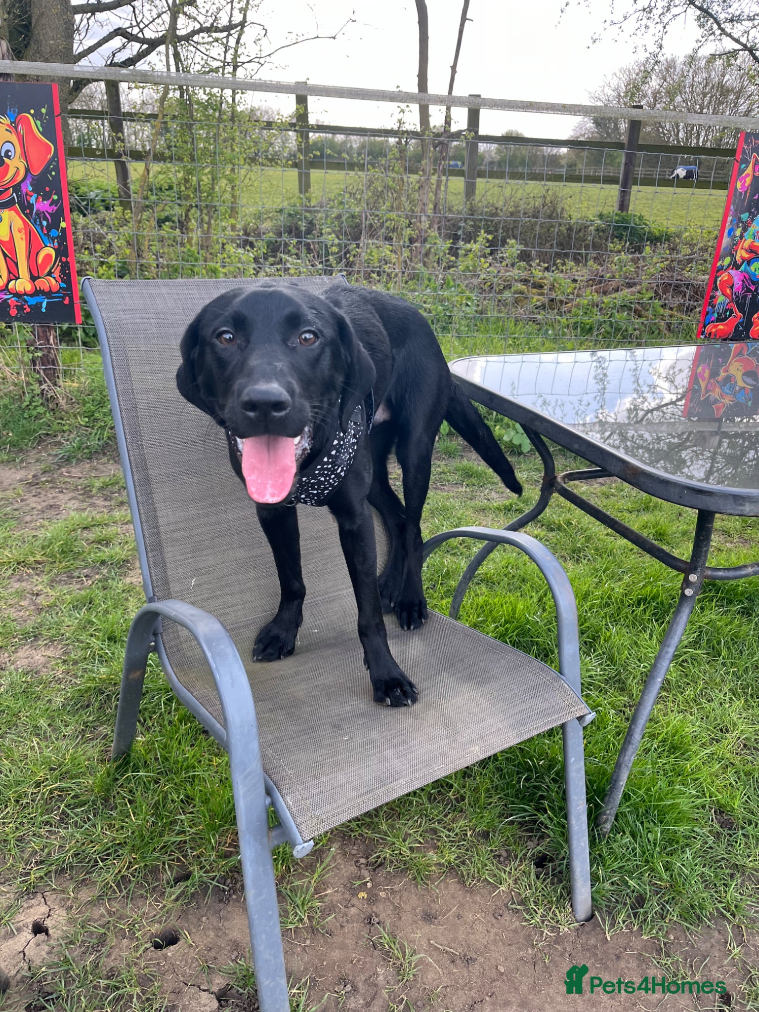 Labrador Retriever dogs Lab puppy for sale  - Advert 1