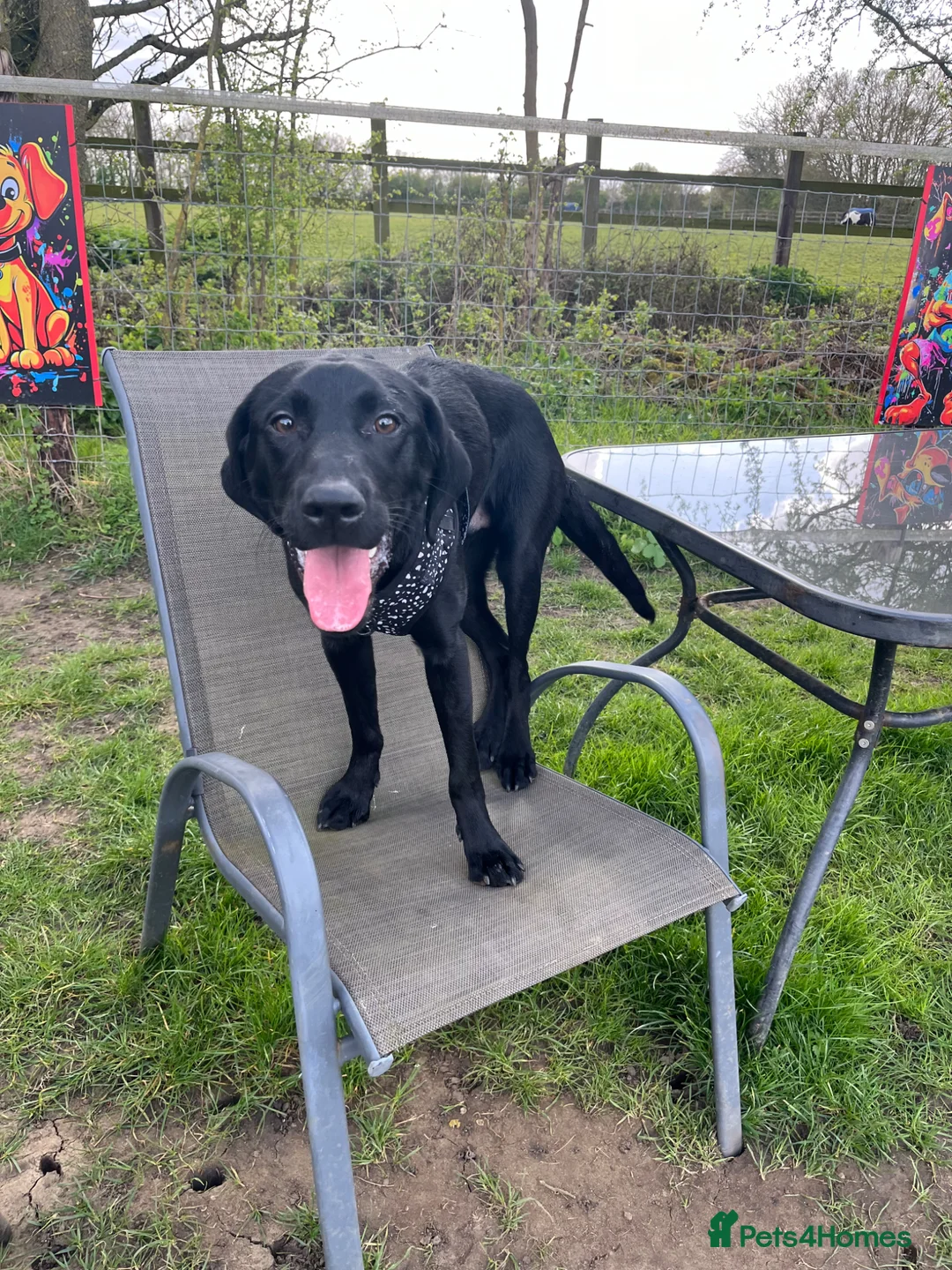Labrador Retriever dogs for sale: Lab puppy for sale  - Advert 1