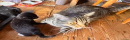 British Shorthair cats for sale: Friendly family-raised kittens ready now  - Advert 2