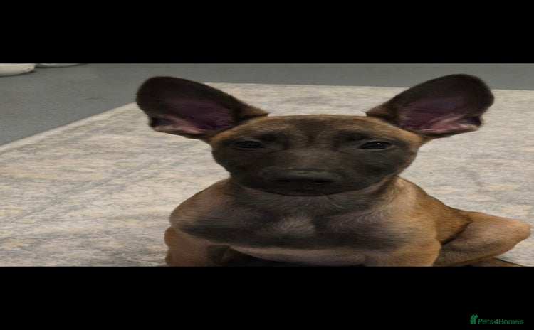 Belgian Shepherd Dog dogs - Advert 1