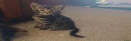 Bengal cats for sale: Beautiful Bengal Cross kittens  in Battle - Advert 7