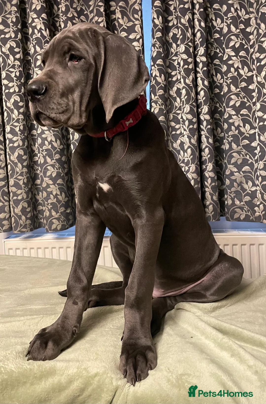Mixed Breed dogs for sale: STUNNING MASTIFF/GREAT DANE PUPPIES - Advert 3
