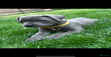 Staffordshire Bull Terrier dogs - Advert 2